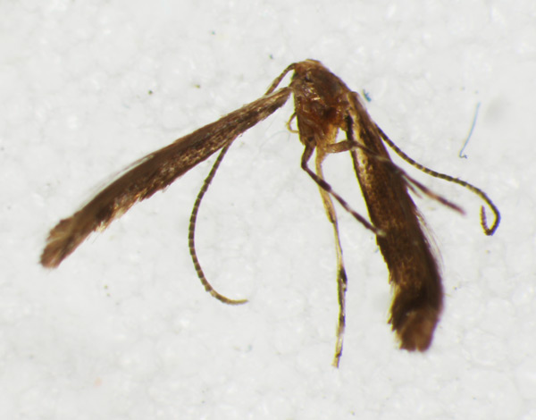 /filer/webapps/moths_gc/media/images/I/iriphanes_Phyllonorycter_ST_1477213_BMNH.jpg