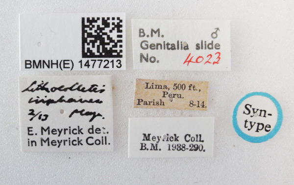 /filer/webapps/moths_gc/media/images/I/iriphanes_Phyllonorycter_ST_1477213_BMNH_Labels.jpg