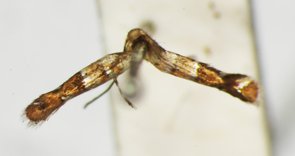 /filer/webapps/moths_gc/media/images/I/iriphanes_Phyllonorycter_ST_1477214_BMNH.jpg