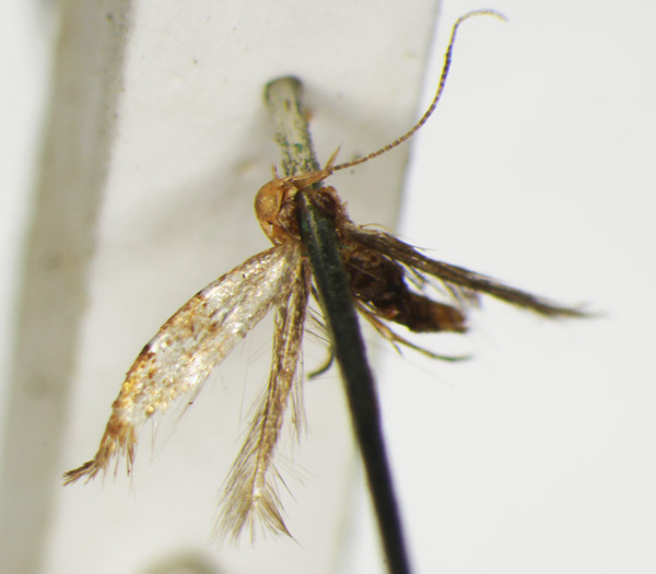 /filer/webapps/moths_gc/media/images/I/iriphanes_Phyllonorycter_ST_1477224_BMNH.jpg