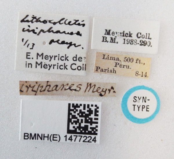 /filer/webapps/moths_gc/media/images/I/iriphanes_Phyllonorycter_ST_1477224_BMNH_Labels.jpg