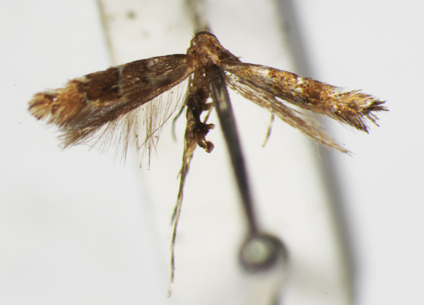 /filer/webapps/moths_gc/media/images/I/iriphanes_Phyllonorycter_ST_1477227_BMNH.jpg