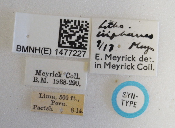 /filer/webapps/moths_gc/media/images/I/iriphanes_Phyllonorycter_ST_1477227_BMNH_Labels.jpg