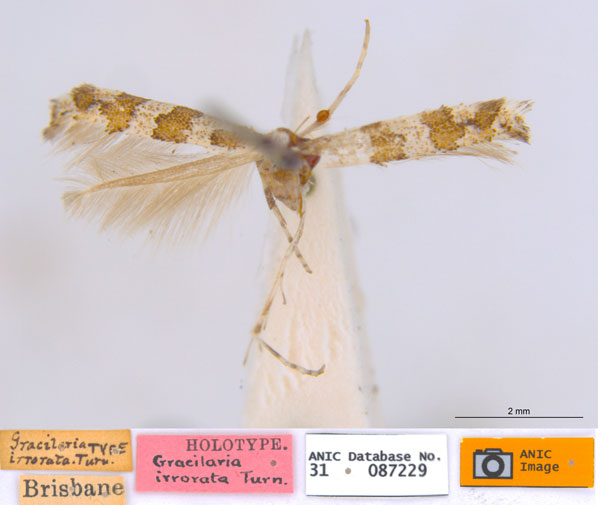 /filer/webapps/moths_gc/media/images/I/irrorata_Acrocercops_ST_ANIC.jpg