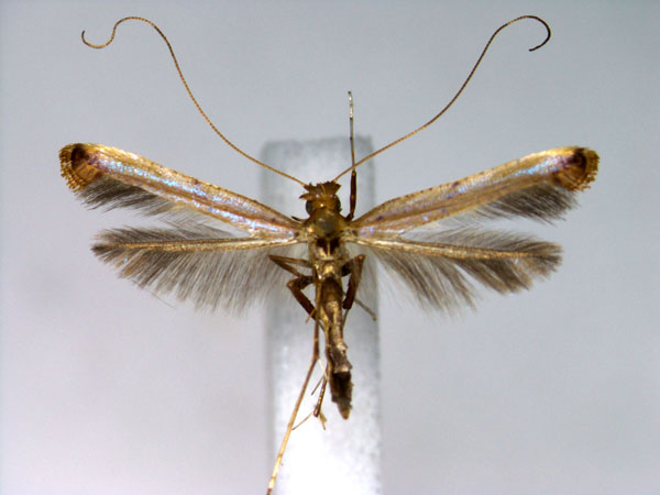 /filer/webapps/moths_gc/media/images/I/iselaea_Caloptilia_A_EIHU.jpg