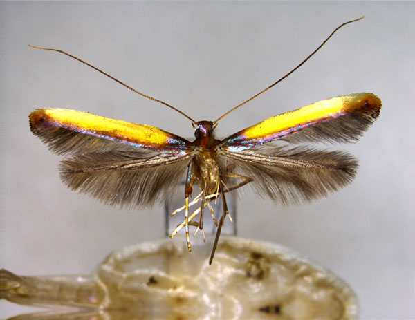 /filer/webapps/moths_gc/media/images/I/isochrysa_Caloptilia_A_EIHU.jpg