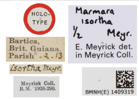 /filer/webapps/moths_gc/media/images/I/isortha_Marmara_HT_BMNH(E)-1409319_labels.jpg