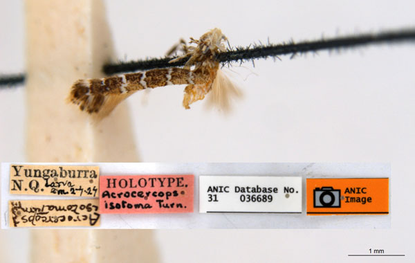 /filer/webapps/moths_gc/media/images/I/isotoma_Acrocercops_HT_ANIC.jpg