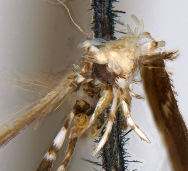 /filer/webapps/moths_gc/media/images/I/isotoma_Acrocercops_HT_head_ANIC.jpg