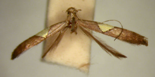 /filer/webapps/moths_gc/media/images/I/isotoma_Caloptilia_HT_TMSA326.jpg