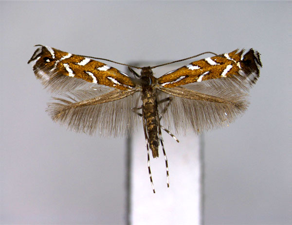 /filer/webapps/moths_gc/media/images/I/issikii_Aristaea_PT_EIHU.jpg