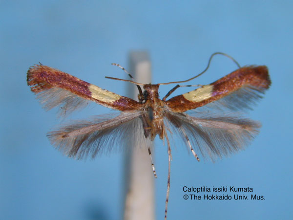 /filer/webapps/moths_gc/media/images/I/issikii_Caloptilia_HT_EIHU.jpg