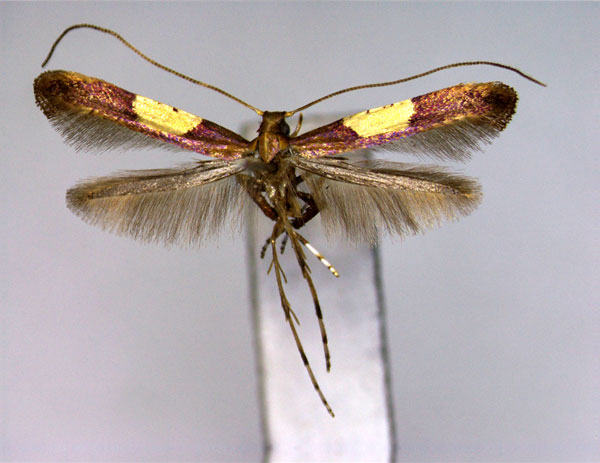 /filer/webapps/moths_gc/media/images/I/issikii_Caloptilia_PT_EIHU.jpg