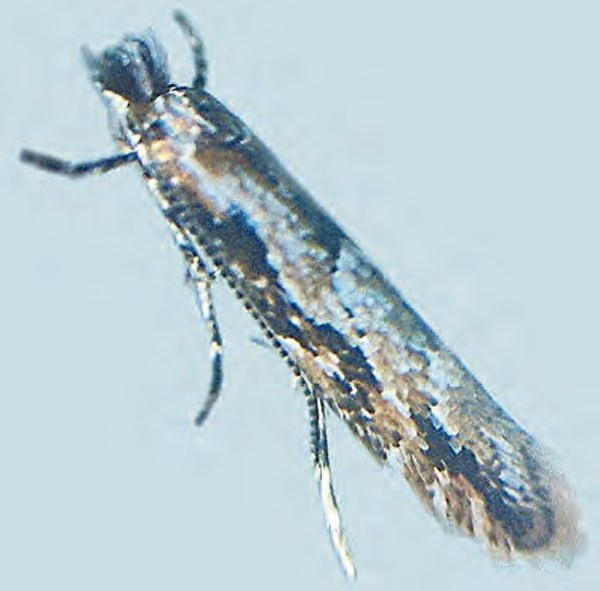 /filer/webapps/moths_gc/media/images/I/issikii_Phyllonorycter_A_Bengtsson_2026_25.jpg
