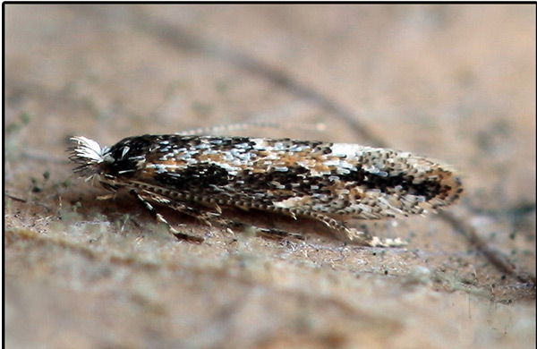 /filer/webapps/moths_gc/media/images/I/issikii_Phyllonorycter_A_Knyazev-et-al_2018_265_2.jpg