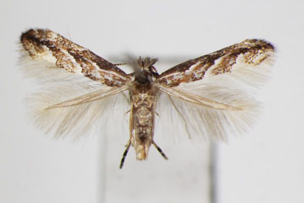 /filer/webapps/moths_gc/media/images/I/issikii_Phyllonorycter_A_ZSM.jpg