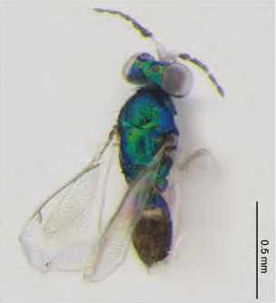 /filer/webapps/moths_gc/media/images/I/issikii_Phyllonorycter_Achrysocharoides_cilla2_Kosheleva_et_al._2022_14.jpg