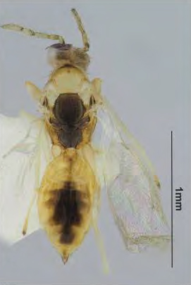 /filer/webapps/moths_gc/media/images/I/issikii_Phyllonorycter_Cirrospilus_ussuriensis_Kosheleva_et_al._2022_8.jpg