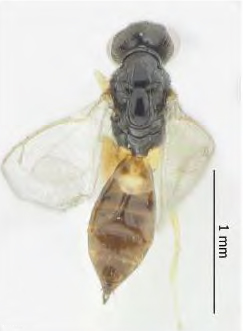 /filer/webapps/moths_gc/media/images/I/issikii_Phyllonorycter_Elachertus_inunctus_Kosheleva_et_al._2022_10.jpg