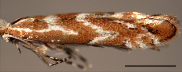 /filer/webapps/moths_gc/media/images/I/issikii_Phyllonorycter_GF_Kirichenko-et-al_2019_14.jpg