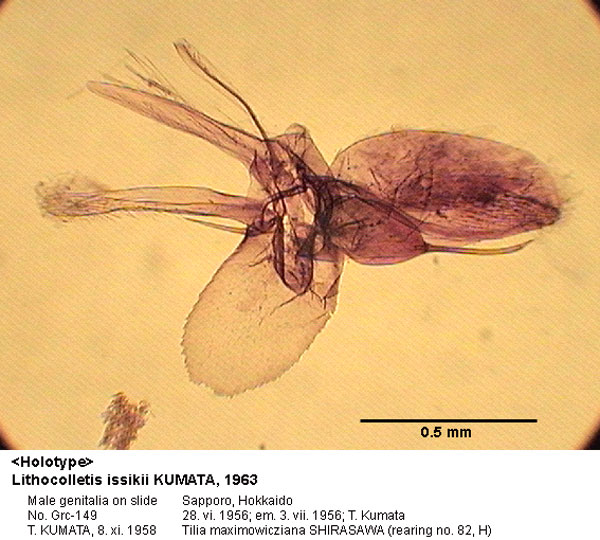 /filer/webapps/moths_gc/media/images/I/issikii_Phyllonorycter_GM_HT_149_EIHU.jpg