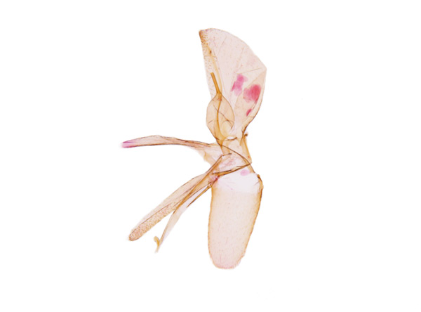 /filer/webapps/moths_gc/media/images/I/issikii_Phyllonorycter_GM_Kim-et-Byun_2017_1383.jpg