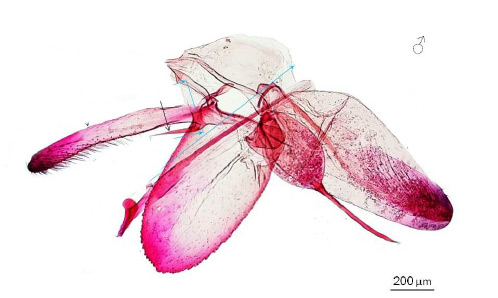 /filer/webapps/moths_gc/media/images/I/issikii_Phyllonorycter_GM_Kirichenko-et-al_2017c_6.jpg