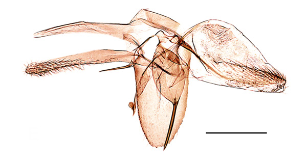 /filer/webapps/moths_gc/media/images/I/issikii_Phyllonorycter_GM_Kirichenko-et-al_2019_24.jpg