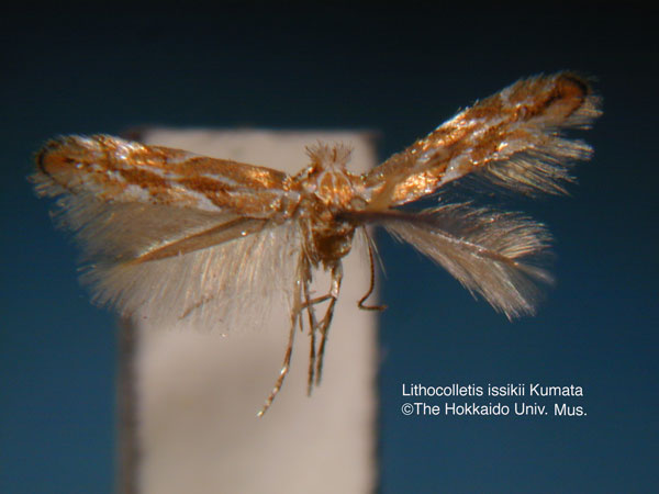 /filer/webapps/moths_gc/media/images/I/issikii_Phyllonorycter_HT_EIHU.jpg