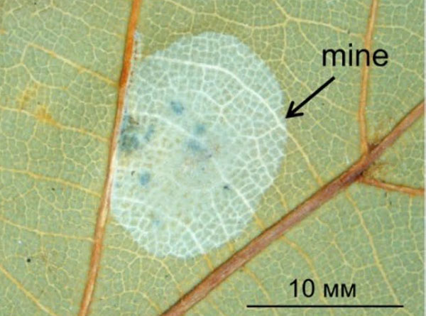 /filer/webapps/moths_gc/media/images/I/issikii_Phyllonorycter_Mine-2_Kirichenko-et-al_2020_13.jpg