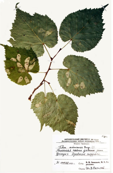 /filer/webapps/moths_gc/media/images/I/issikii_Phyllonorycter_Mine_Kirichenko-et-al_2020_13.jpg