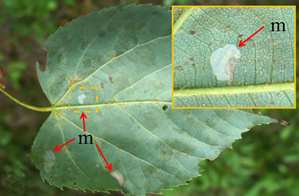 /filer/webapps/moths_gc/media/images/I/issikii_Phyllonorycter_Mine_Kirichenko-et-all_2019_36.jpg