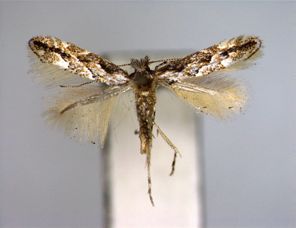 /filer/webapps/moths_gc/media/images/I/issikii_Phyllonorycter_PT_EIHU.jpg