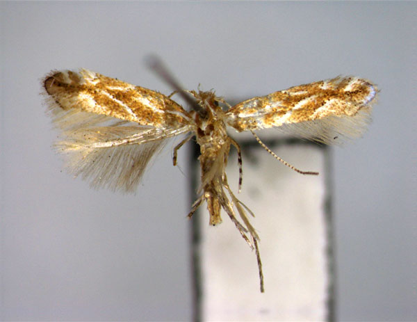 /filer/webapps/moths_gc/media/images/I/issikii_Phyllonorycter_PT_EIHU_2.jpg