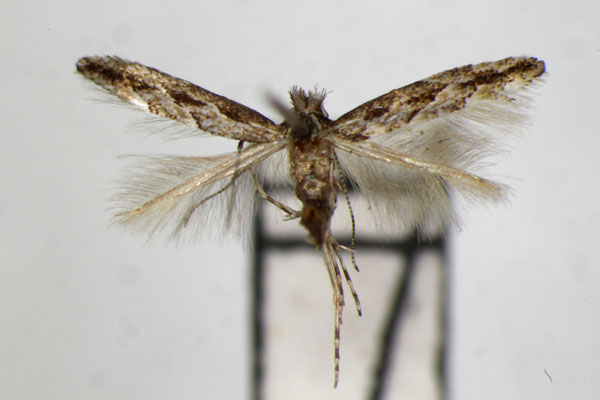 /filer/webapps/moths_gc/media/images/I/issikii_Phyllonorycter_PT_ZSM.jpg