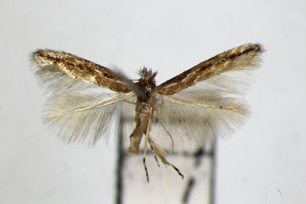 /filer/webapps/moths_gc/media/images/I/issikii_Phyllonorycter_PT_ZSM_2.jpg