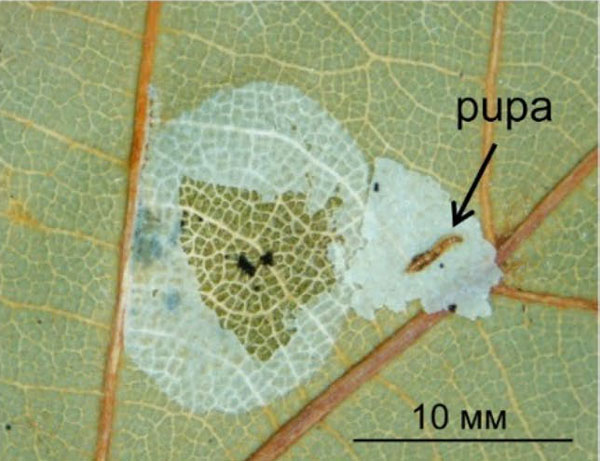 /filer/webapps/moths_gc/media/images/I/issikii_Phyllonorycter_Pupa_Kirichenko-et-al_2020_13.jpg