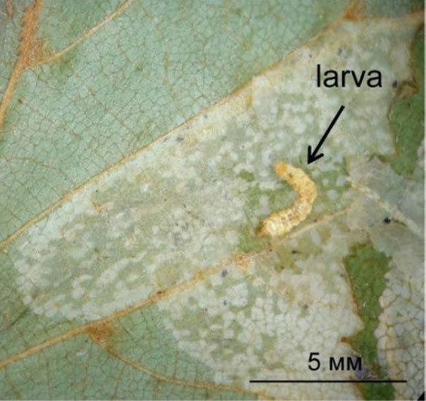 /filer/webapps/moths_gc/media/images/I/issikii_Phyllonorycter_larva_Kirichenko-et-al_2020_13.jpg
