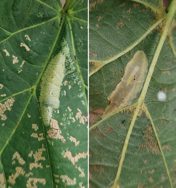 /filer/webapps/moths_gc/media/images/I/issikii_Phyllonorycter_mine_Bengtsson_2026_25.jpg