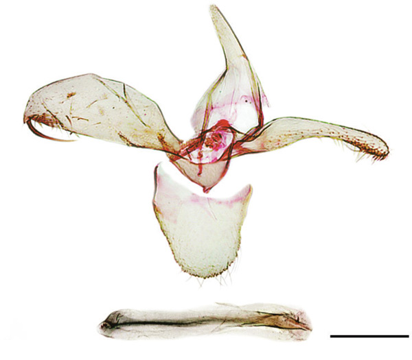 /filer/webapps/moths_gc/media/images/I/ivani_Phyllonorycter_HT_GM_SIF.jpg