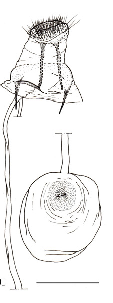 /filer/webapps/moths_gc/media/images/I/ivani_Phyllonorycter_PT_GF_MCNV.jpg