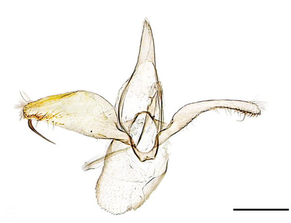 /filer/webapps/moths_gc/media/images/I/ivani_Phyllonorycter_PT_GM_SIF.jpg