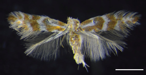 /filer/webapps/moths_gc/media/images/I/ivani_Phyllonorycter_PT_MCNV.jpg