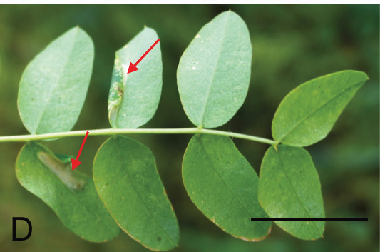 /filer/webapps/moths_gc/media/images/I/ivani_Phyllonorycter_host-plant_Kirichenko-et-al_2019_28.jpg
