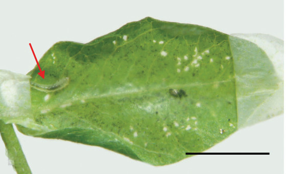 /filer/webapps/moths_gc/media/images/I/ivani_Phyllonorycter_larva_Kirichenko-et-al_2019_28.jpg