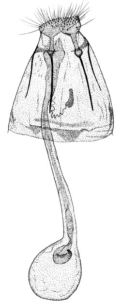 /filer/webapps/moths_gc/media/images/J/jabalshamsi_Phyllonorycter_GF_DePrins.jpg
