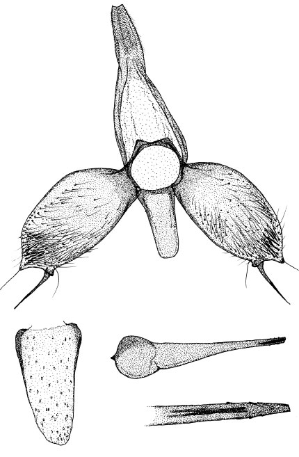 /filer/webapps/moths_gc/media/images/J/jabalshamsi_Phyllonorycter_GM_DePrins.jpg