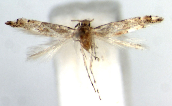 /filer/webapps/moths_gc/media/images/J/jabalshamsi_Phyllonorycter_HT_ZMUC.jpg