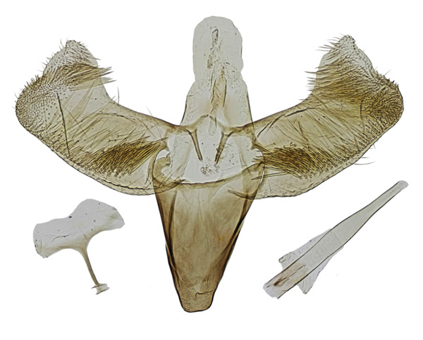 /filer/webapps/moths_gc/media/images/J/jailensis_Caloptilia_GM_HT_ZMKU.jpg