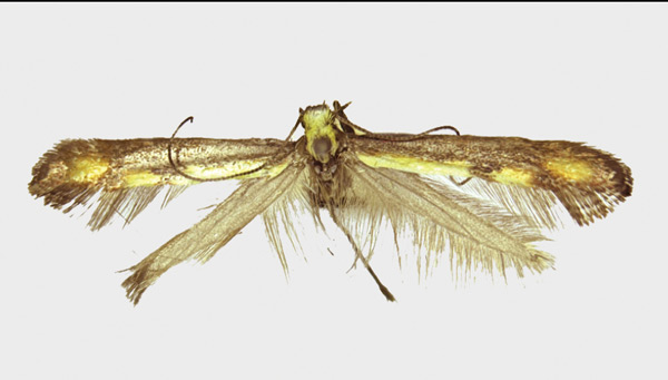 /filer/webapps/moths_gc/media/images/J/jailensis_Caloptilia_HT_ZMKU.jpg